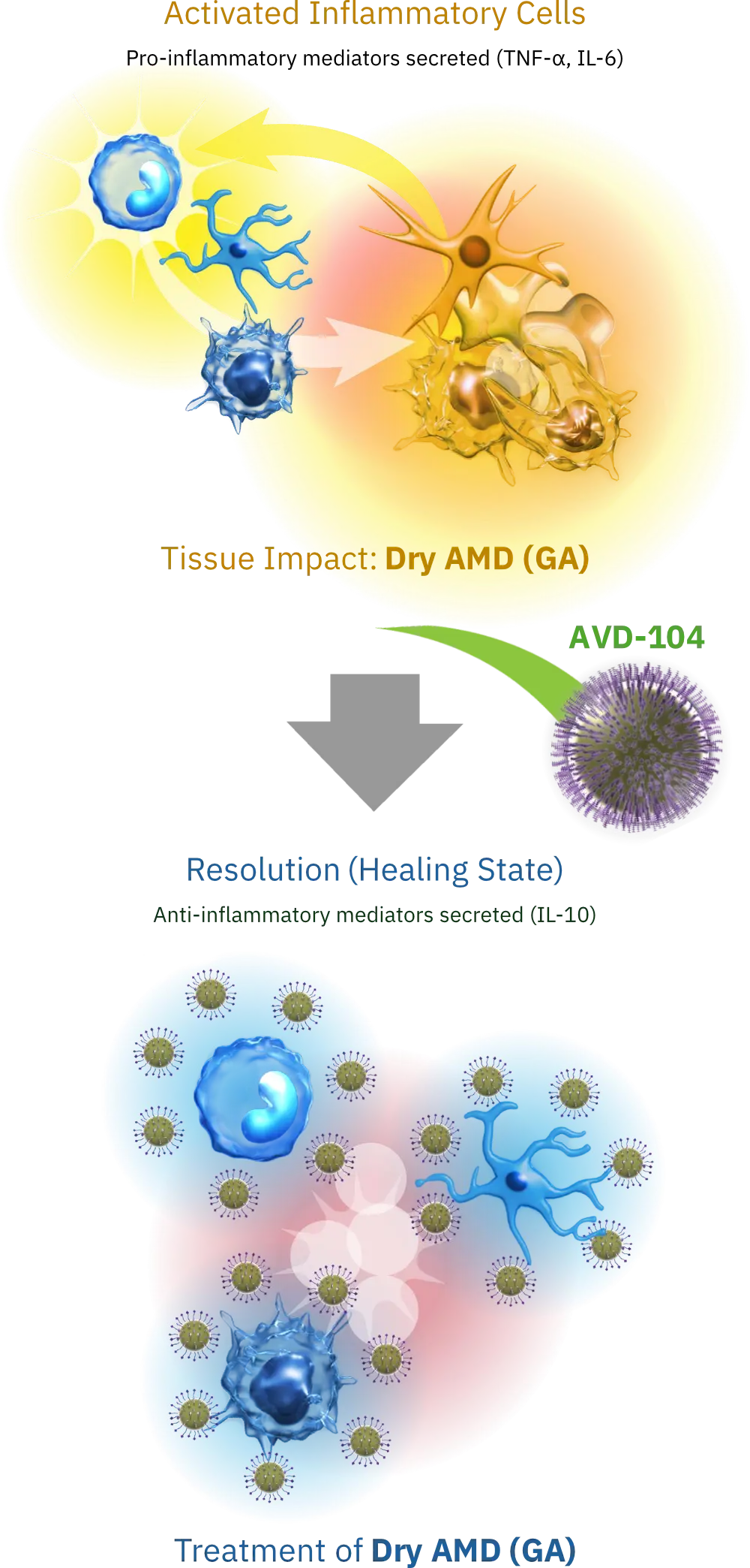 Illustration displaying AVD-104 acting as a Siglec checkpoint modulator to mitigate inflammation