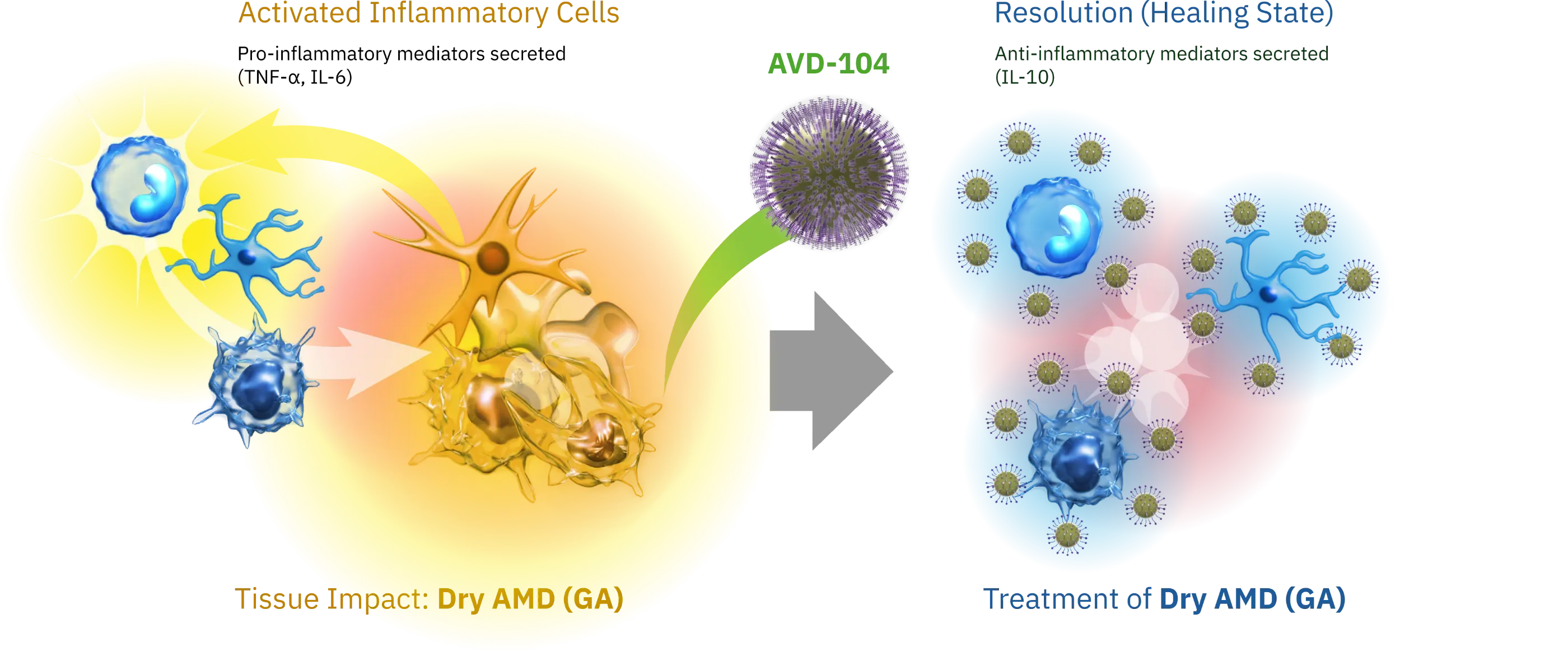 Illustration displaying AVD-104 acting as a Siglec checkpoint modulator to mitigate inflammation