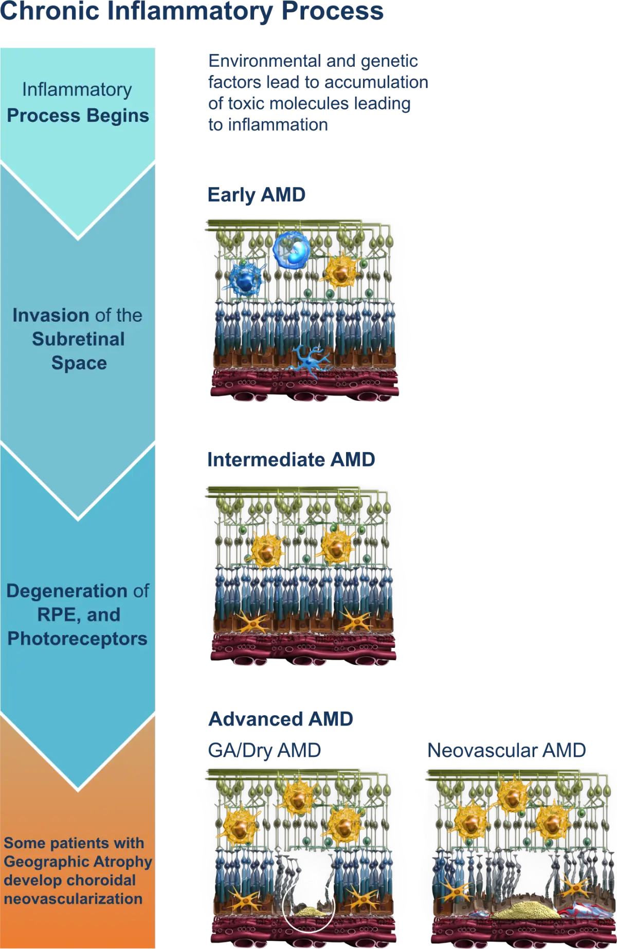 Illustration of the Chronic Inflammatory Process