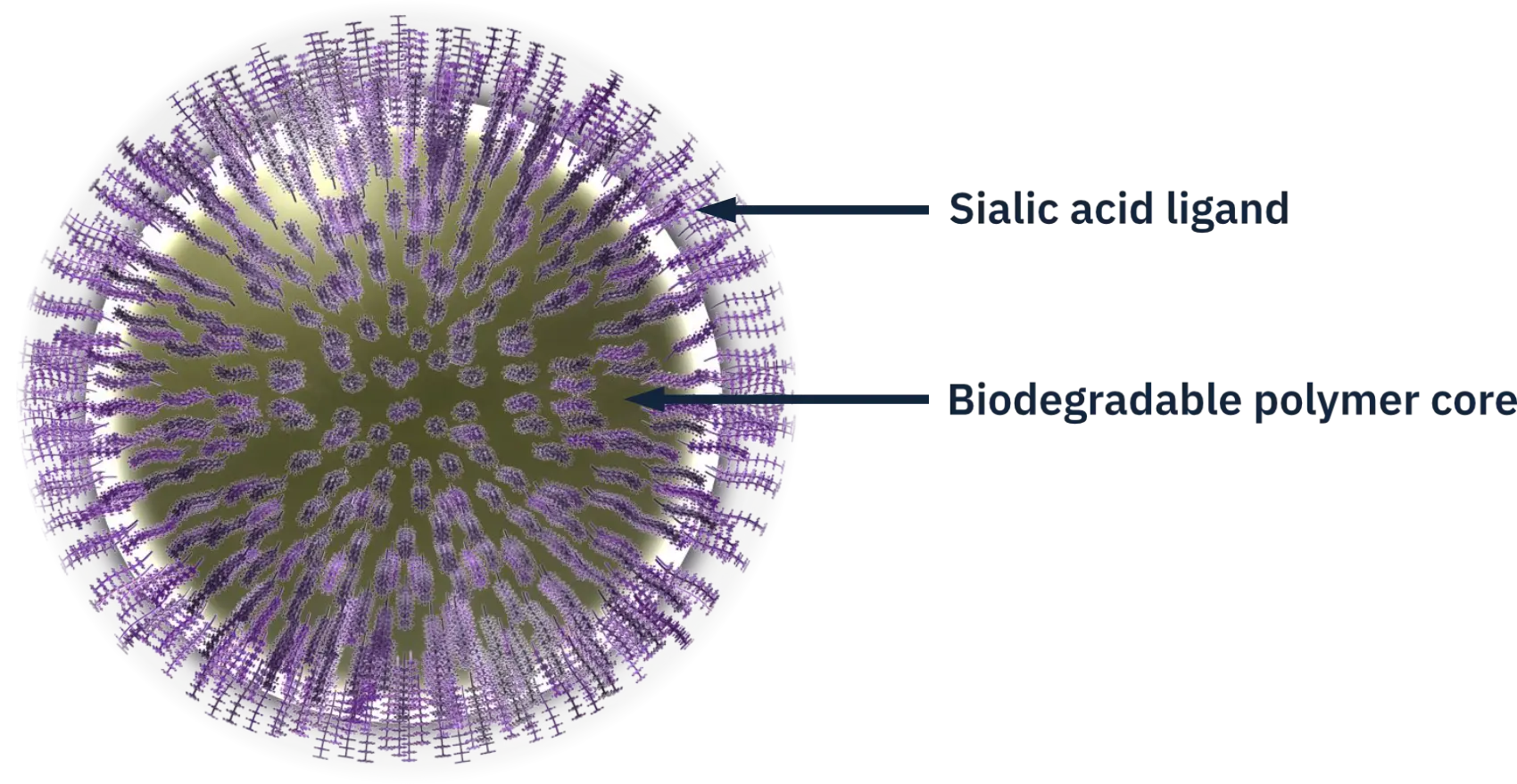 AVD-104: A Sialic Acid Decorated Nanoparticle. First-in-class glyco-immune checkpoint modulator for Dry AMD