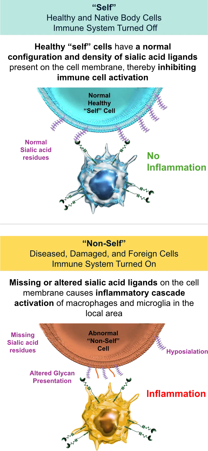 Image of Self and Non-self cells