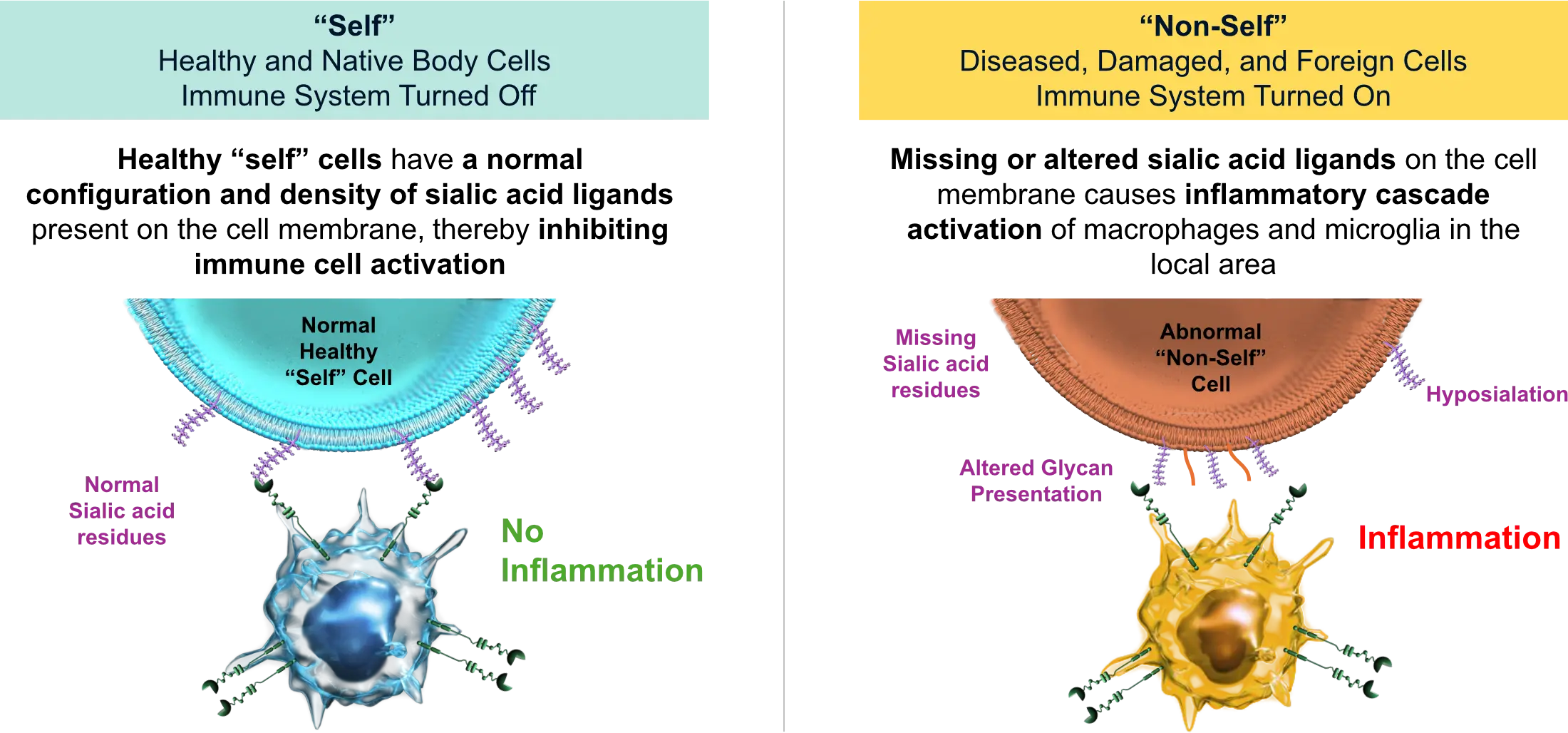 Image of Self and Non-self cells