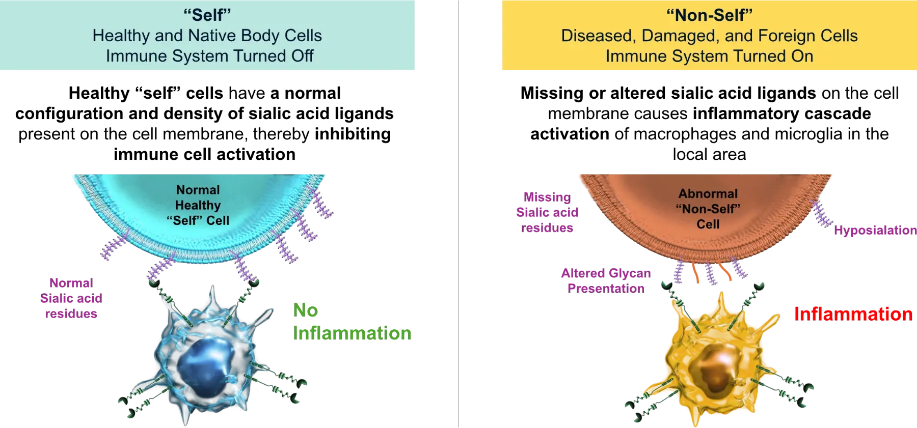 Image of Self and Non-self cells