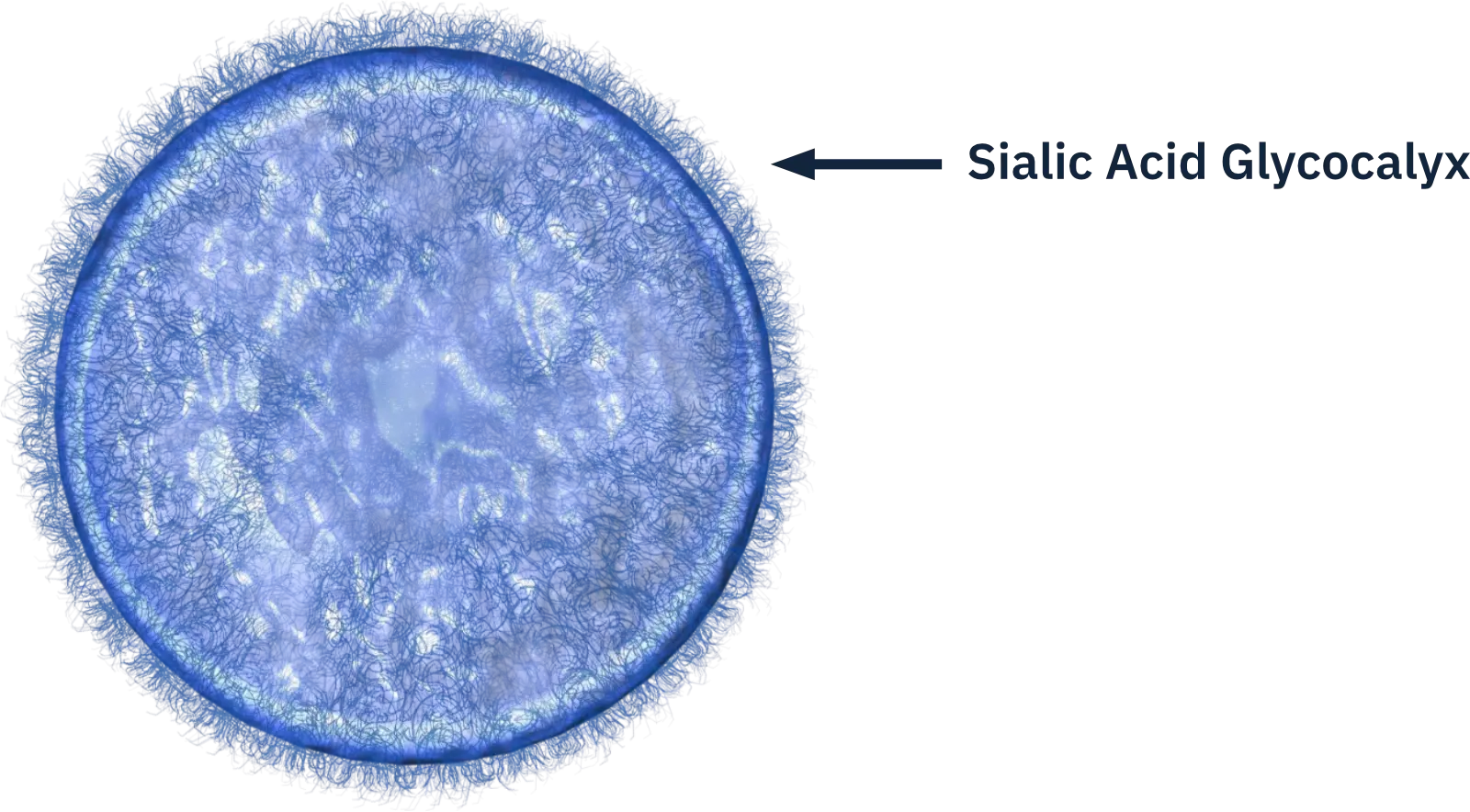 Illustrative Transmission Electron Micrograph of cell with glycocalyx
