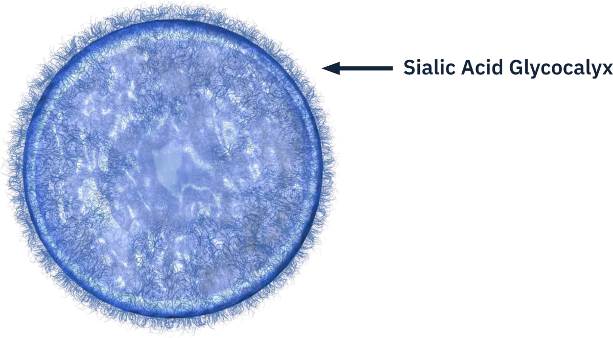 Illustrative Transmission Electron Micrograph of cell with glycocalyx
