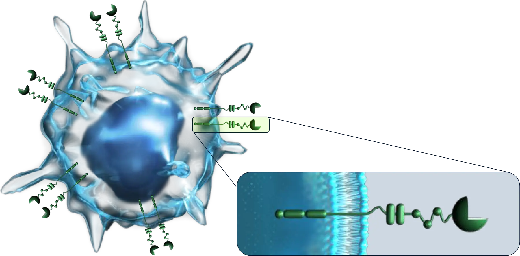Image of immune cell with Siglec receptors