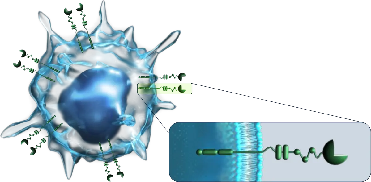 Image of immune cell with Siglec receptors